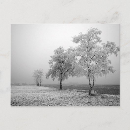 Briefkaart winterbomen (Voorkant)