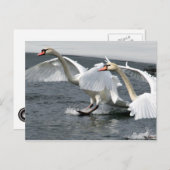 Briefkaart winterswans (Voorkant / Achterkant)