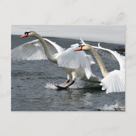 Briefkaart winterswans (Voorkant)