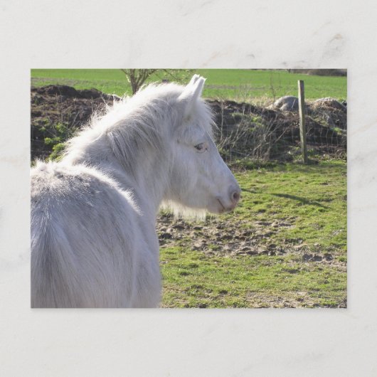 Briefkaart wit Pony (Voorkant)