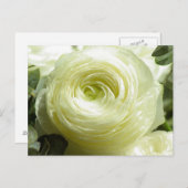 Briefkaart witte boterbloemen (Voorkant / Achterkant)