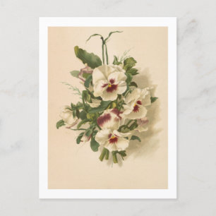 Briefkaart: Witte en Paarse Pansies Briefkaart