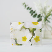 Briefkaart witte primroses (Staand voorkant)