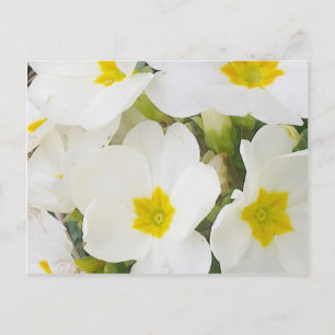Briefkaart witte primroses