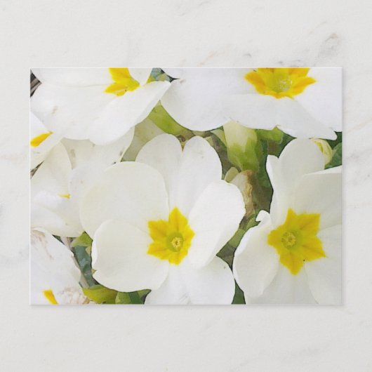 Briefkaart witte primroses (Voorkant)