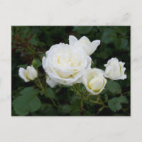 Briefkaart witte rozen