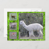 Briefkaart - Wol op de hoef (Voorkant / Achterkant)