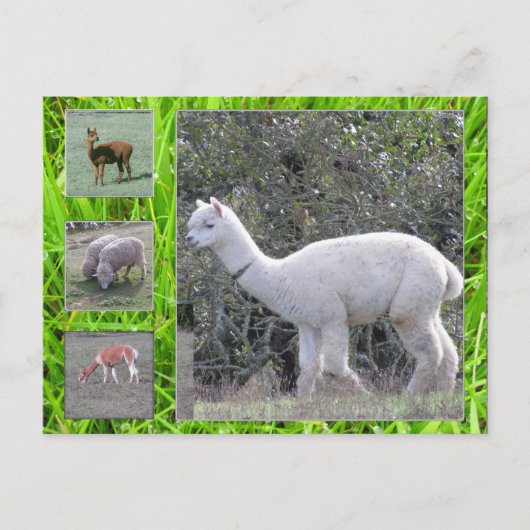 Briefkaart - Wol op de hoef (Voorkant)