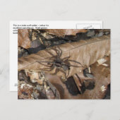 Briefkaart Wolf Spider (Gladicosa gulosa) (Voorkant / Achterkant)