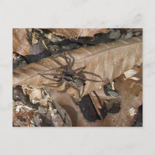 Briefkaart Wolf Spider (Gladicosa gulosa)
