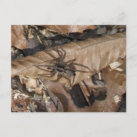 Briefkaart Wolf Spider (Gladicosa gulosa) (Voorkant)