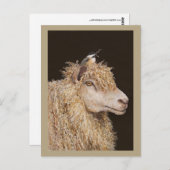 Briefkaart wolverzamelaar (Voorkant / Achterkant)