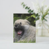 Briefkaart Yawning Chow (Staand voorkant)