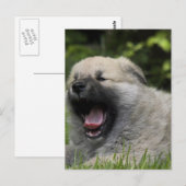 Briefkaart Yawning Chow (Voorkant / Achterkant)