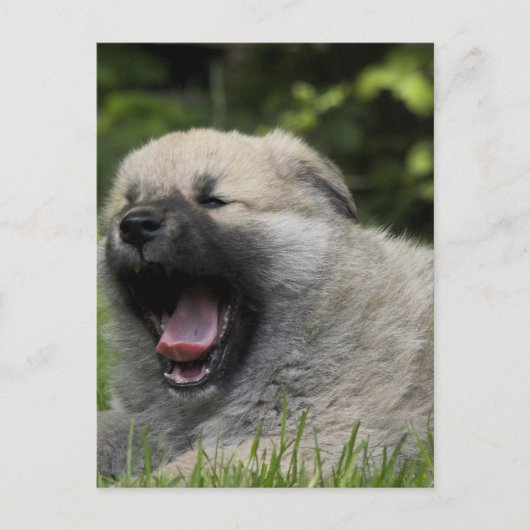 Briefkaart Yawning Chow (Voorkant)