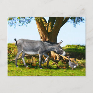 briefkaart "Young Eno & Henri"