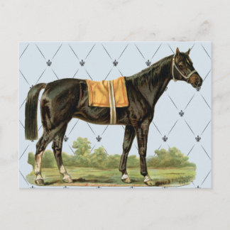 Briefkaart zadelpaard