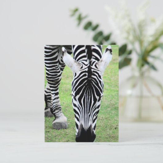 Briefkaart Zebra Stripes (Staand voorkant)