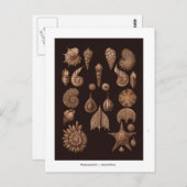 Briefkaart Zee Life Illustratie (Voorkant / Achterkant)