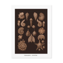 Briefkaart Zee Life Illustratie