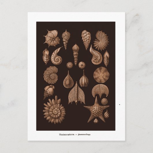 Briefkaart Zee Life Illustratie (Voorkant)