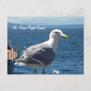 Briefkaart: Zeemeeuw #1 Briefkaart