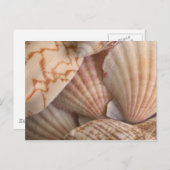 Briefkaart zeeschelpen (Voorkant / Achterkant)