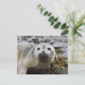 Briefkaart zegel (Staand voorkant)