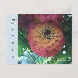 Briefkaart - Zinnia