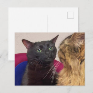 Briefkaart zoned uit Cat meme