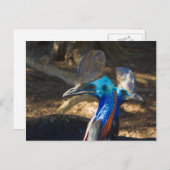 Briefkaart Zuid-Cassowary (Voorkant / Achterkant)