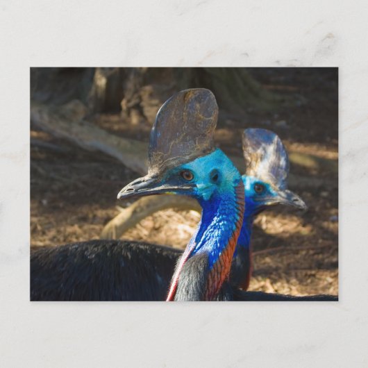 Briefkaart Zuid-Cassowary (Voorkant)