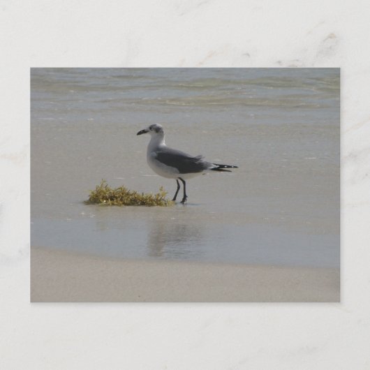 briefkaarten (Voorkant)