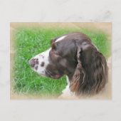 Briefkaarten Engels Springer Spaniel Profile (Voorkant)
