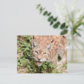 Briefkaarten Foto kat, lynx, dieren. (Staand voorkant)