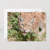 Briefkaarten Foto kat, lynx, dieren. (Voorkant / Achterkant)