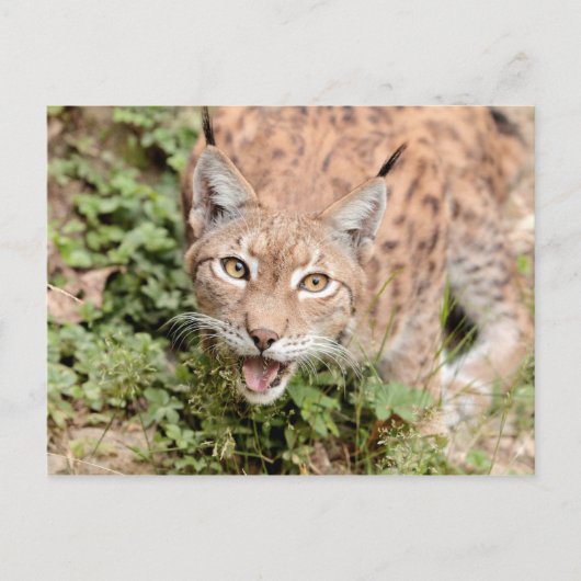 Briefkaarten Foto kat, lynx, dieren. (Voorkant)