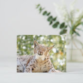 Briefkaarten Foto kat, lynx, dieren. (Staand voorkant)