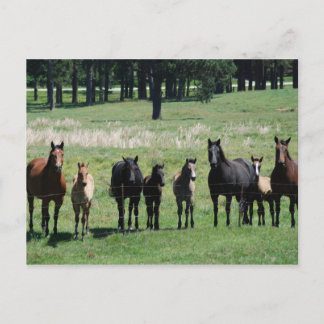 Briefkaarten - Mares & Foals