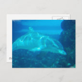 Briefkaarten onderwater Dolphin (Voorkant / Achterkant)