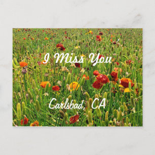 Briefkaarten: The Flower Fields, Carlsbad, Califor Feestdagenkaart