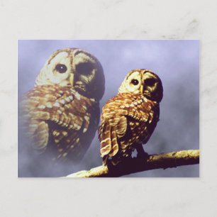 Briefkaarten van Barred Owl
