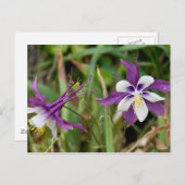 Briefkaarten van Columbine Flowers (Voorkant / Achterkant)
