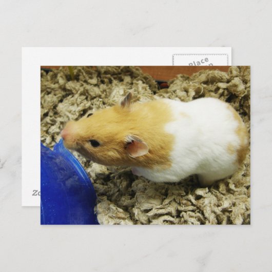 Briefkaarten van de Oranje schelp (Voorkant / Achterkant)