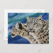Briefkaarten van de Snow Leopard Habitat (Voorkant / Achterkant)