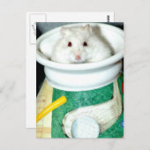 Briefkaarten van de witte schelp (Voorkant / Achterkant)