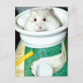 Briefkaarten van de witte schelp (Voorkant)