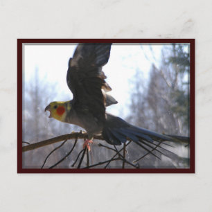 briefkaarten van gekke vogels