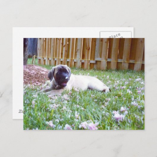 Briefkaarten van het Engelse Hondenras Mastiff (Voorkant / Achterkant)