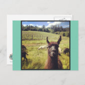 Briefkaarten van het Goat Power Team (Voorkant / Achterkant)